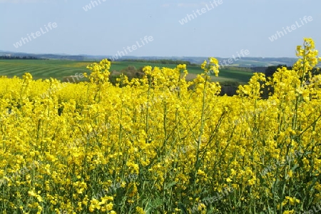 Rapsfeld in der Eifel