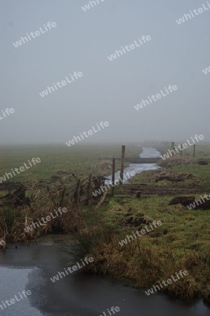 fields in the fog