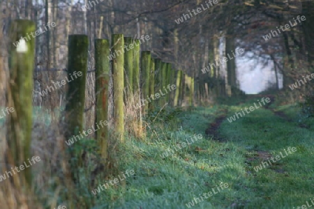 Waldweg