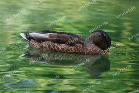 Stockente beim Trinken