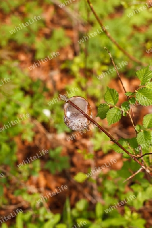 Weinbergschnecke 