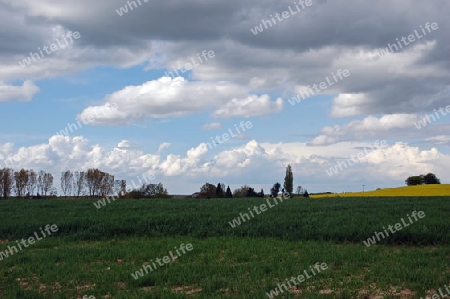 Rapsfeld unter Wolken