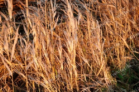 Reeds