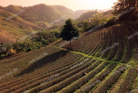 Die Landschaft mit Tee Plantagen beim Bergdorf Mae Salong in der Huegellandschaft noerdlich von Chiang Rai in der Provinz Chiang Rai im Norden von Thailand in Suedostasien.