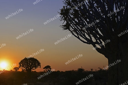 K?cherbaum oder Quivertree (Afrikaans: Kokerboom,  Aloe dichotoma) bei Sonnenuntergang , Keetmanshoop, Namibia, Afrika