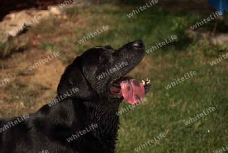 Hund / Labrador