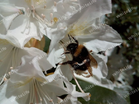 Hummel auf Rododendron I