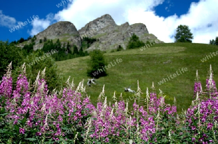 Engadin, Vna