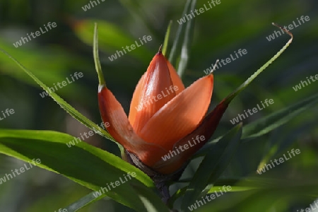 Bl?te vom Freycinetia luzonensis, Schraubenbaumgew?chs, Vorkommen S?dostasien