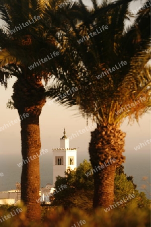 Afrika, Nordafrika, Tunesien, Mittelmeer, Sidi Bou Said, Dorf,  Altstadt, Architektur, Moschee, Minarett, Palme, Meer, 
Die Moschee mit dem Minarett ueber der Altstadt des Dorfes Sidi Bou Said noerdlich der Hauptstadt Tunis am Mittelmeer von Tunesien