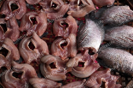 Fische auf dem Markt von Nonthaburi im Norden von Bangkok der Hauptstadt von Thailand in Suedostasien.  