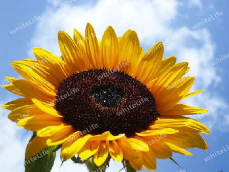 Sonnenblume vor blauem Himmel