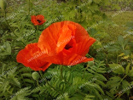 Mohn