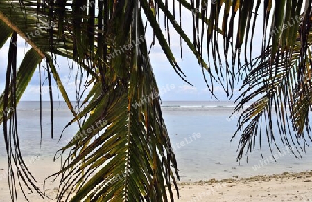 Beautiful palm trees at the beach on the tropical paradise islands Seychelles