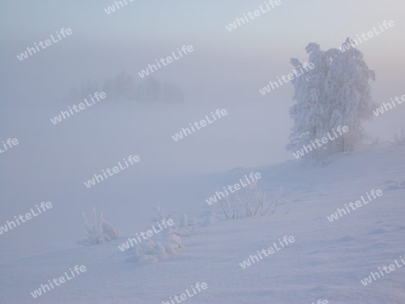 Schwedischer Winter / Landschaft im Nebel