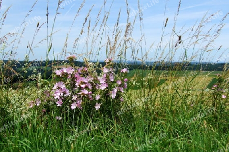 Wilde Malve am Feldrand