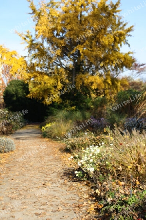 Buter Herbst auf der Freundschaftsinsel