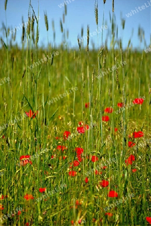 Mohnblumen Feld