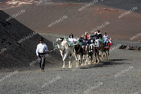 a camel trip in the Vulkan National Park Timanfaya on the Island of Lanzarote on the Canary Islands of Spain in the Atlantic Ocean. on the Island of Lanzarote on the Canary Islands of Spain in the Atlantic Ocean.
