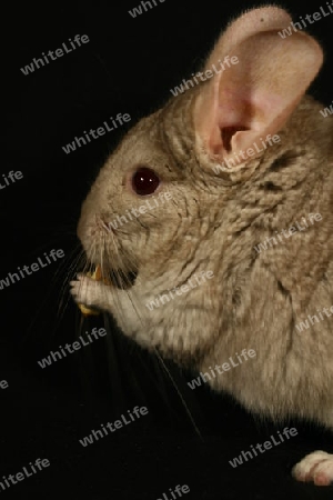 Chinchilla