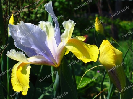 Yellow and Purple Lilies