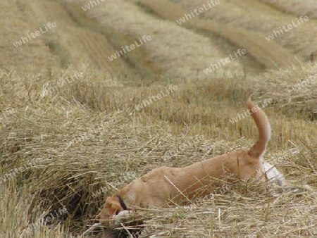 Hund im Kornfeld