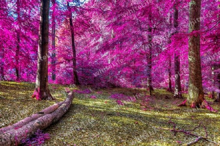 Beautiful pink and purple infrared panorama of a countryside landscape with a blue sky.