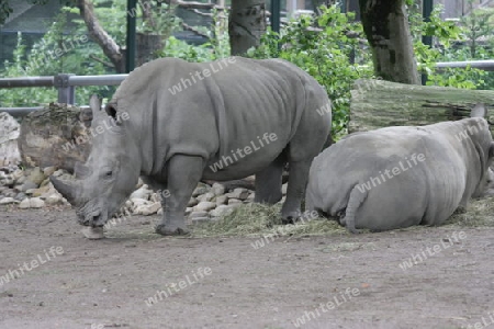 Nashorn - Rhinocerotidae