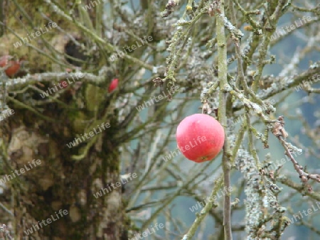 Apfel