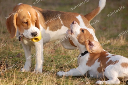 Beagle beim Spiel