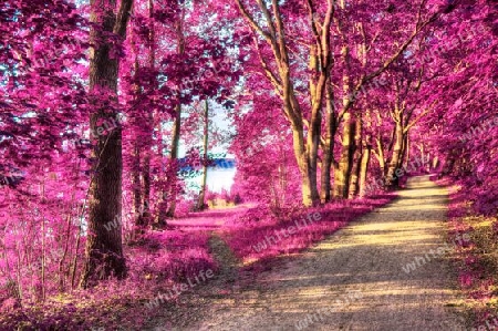 Beautiful pink and purple infrared panorama of a countryside landscape with a blue sky.