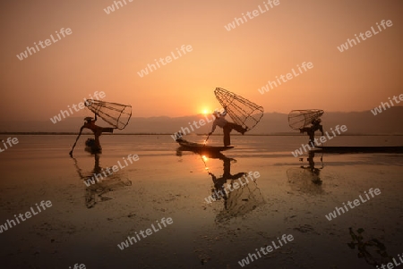 Fishermen at sunrise in the Landscape on the Inle Lake in the Shan State in the east of Myanmar in Southeastasia.