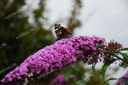 Schmetterling