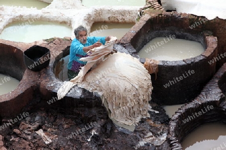 The Leather production in the old City in the historical Town of Fes in Morocco in north Africa.