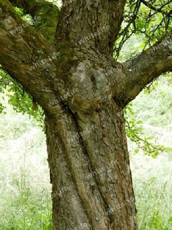 Leicht verdreht - Drehwuchs - Eine Laune der Natur P6100147