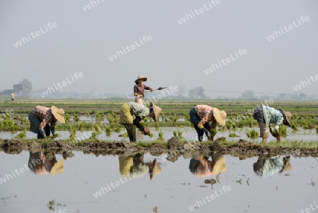 Rice farmers plant rice in a ricefield at the city of Nyaungshwe at the Inle Lake in the Shan State in the east of Myanmar in Southeastasia.