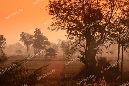 Die Landwirtschaft mit Reisfeldern im Winter bei Amnat Charoen im Isan im osten von Thailand,