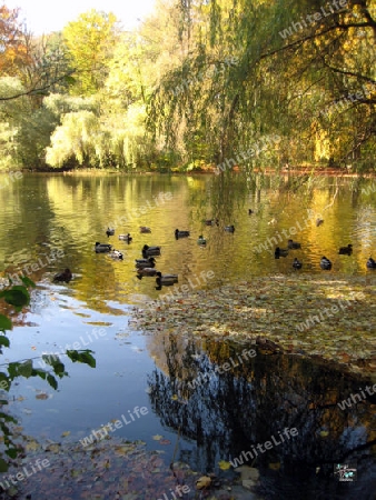 Enten am See