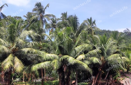 Beautiful palm trees at the beach on the tropical paradise islands Seychelles