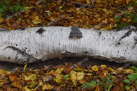 Herbstlaub mit Birkenstamm