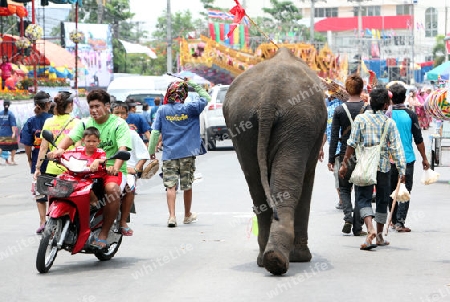 Ein Elefanz zieht durch die Stadt Yasothon beim Bun Bang Fai oder Rocket Festival in Yasothon im Isan im Nordosten von Thailand. 