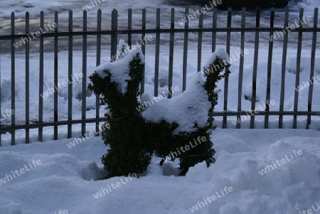 Schnee Hund - Gartenkultur