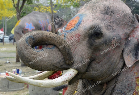 Das Songkran Fest oder Wasserfest zum Thailaendischen Neujahr ist im vollem Gange in Ayutthaya noerdlich von Bangkok in Thailand in Suedostasien.  