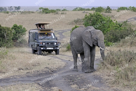 Afrikanischer Elefant (Loxodonta africana), altes Weibchen, Leitkuh in der Landschaft der Masai Mara, im Hintergrund Touristen im Safariwagen,  Kenia, Afrika