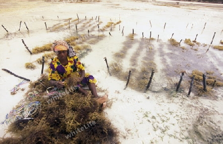 Eine Frau arbeitet auf ihrer Seegras Plantage an der Ostkuester der Insel Zanzibar oestlich von Tansania im Indischen Ozean.