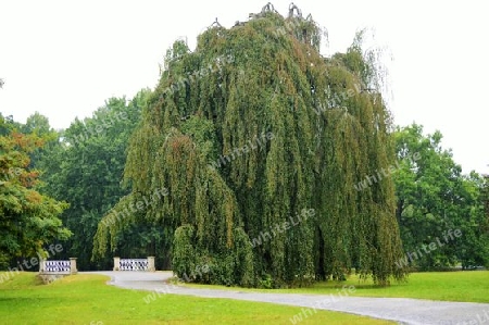 Kassel Br?cke Baum