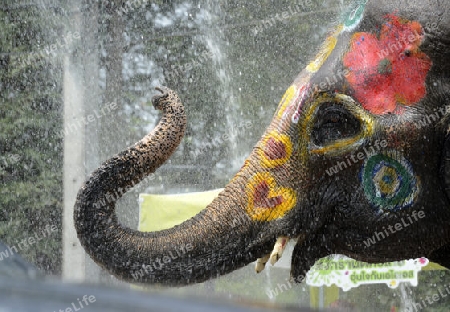 Das Songkran Fest oder Wasserfest zum Thailaendischen Neujahr ist im vollem Gange in Ayutthaya noerdlich von Bangkok in Thailand in Suedostasien.  