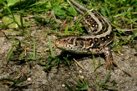 Traechtige, weibliche Zauneidechse (Lacerta agilis) beim Sonnenbad