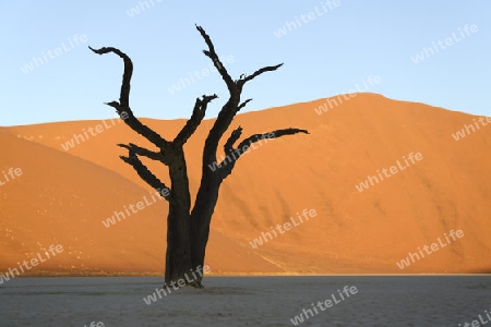 Kameldornb?ume (Acacia erioloba), auch Kameldorn oder Kameldornakazie als Silhouette im letzten Abendlicht auf die D?nen,  Namib Naukluft Nationalpark, Deadvlei, Dead Vlei, Sossusvlei, Namibia, Afrika