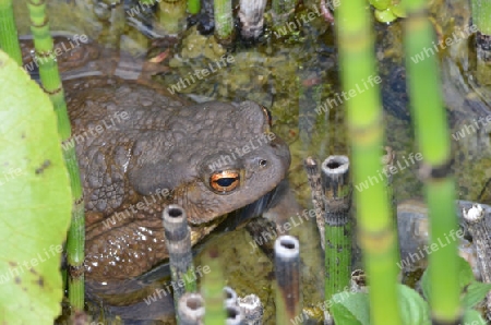 Erdkr?te im Gartenteich